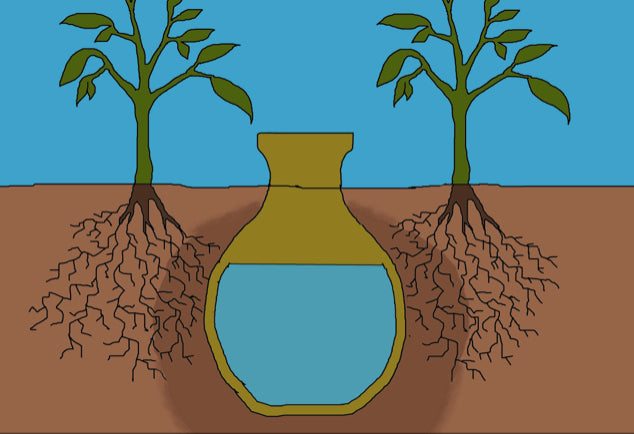 Irrigation ollas
